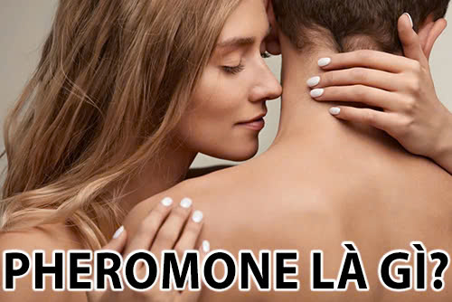 Tim hiểu Pheromone là gì