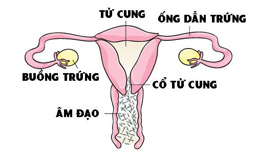 Tinh trùng rửa bằng nước có sạch không sau khi quan hệ?